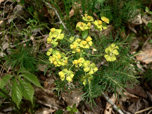 {Euphorbia cyparissias}